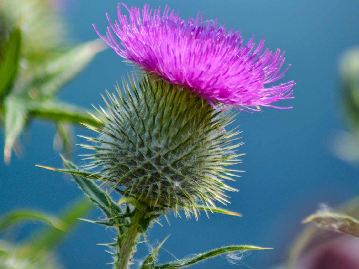 Scottish wild thistle