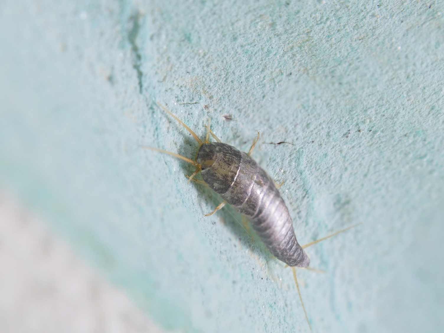 Silverfish in the home