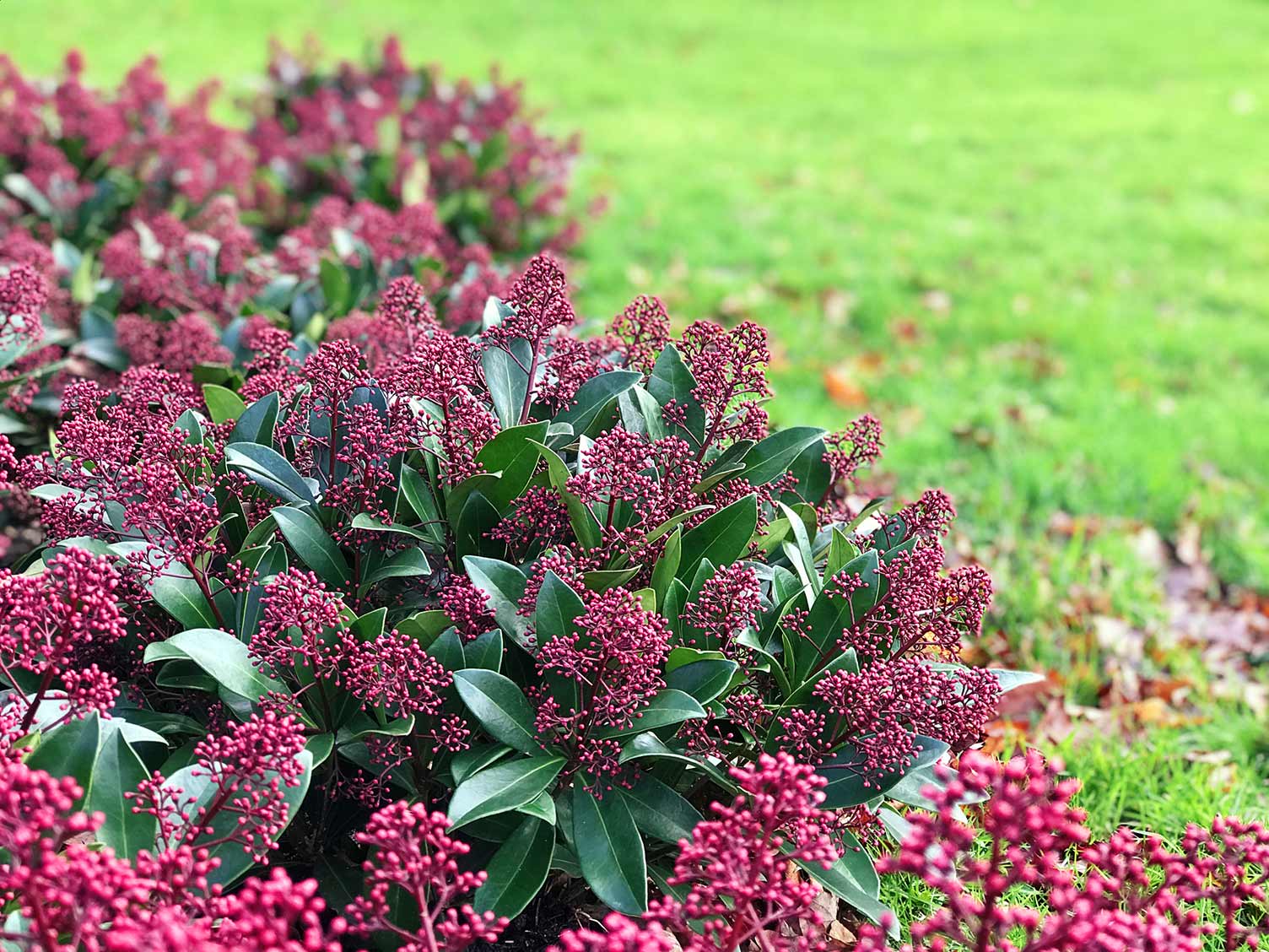 Image of Skimmia shade-loving shrubs