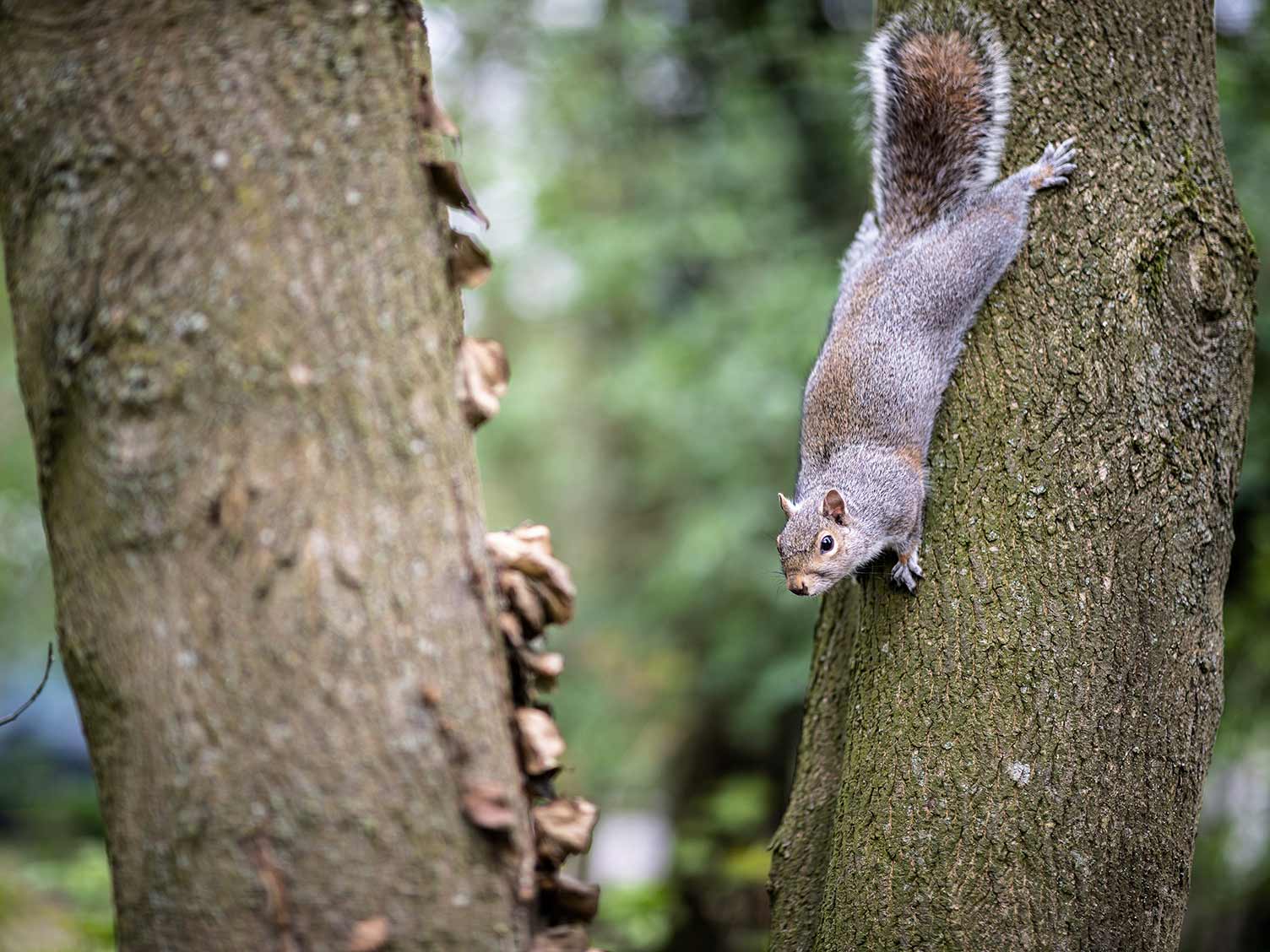 Grey squirrel walking down a tree headfirst