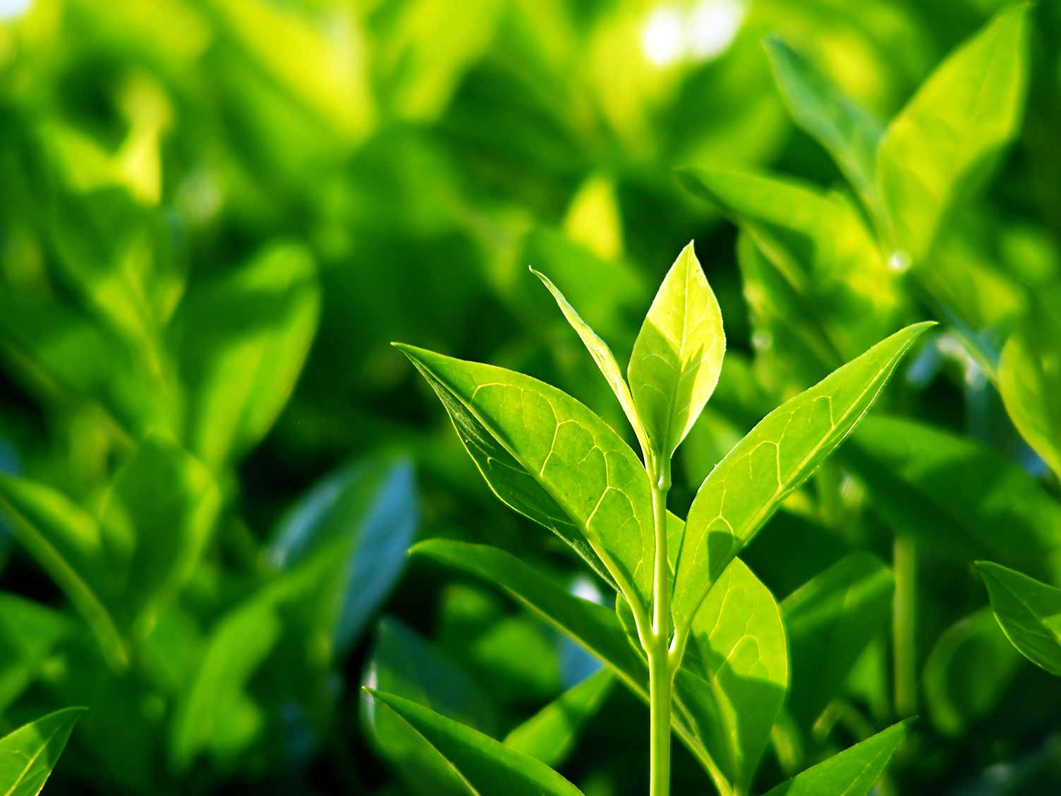 How to grow tea - Love The Garden