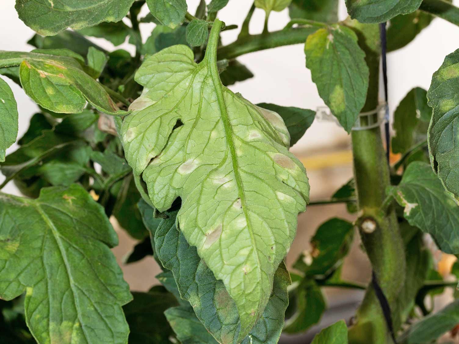 Rust Spots On Tomato Leaves - Luanetg