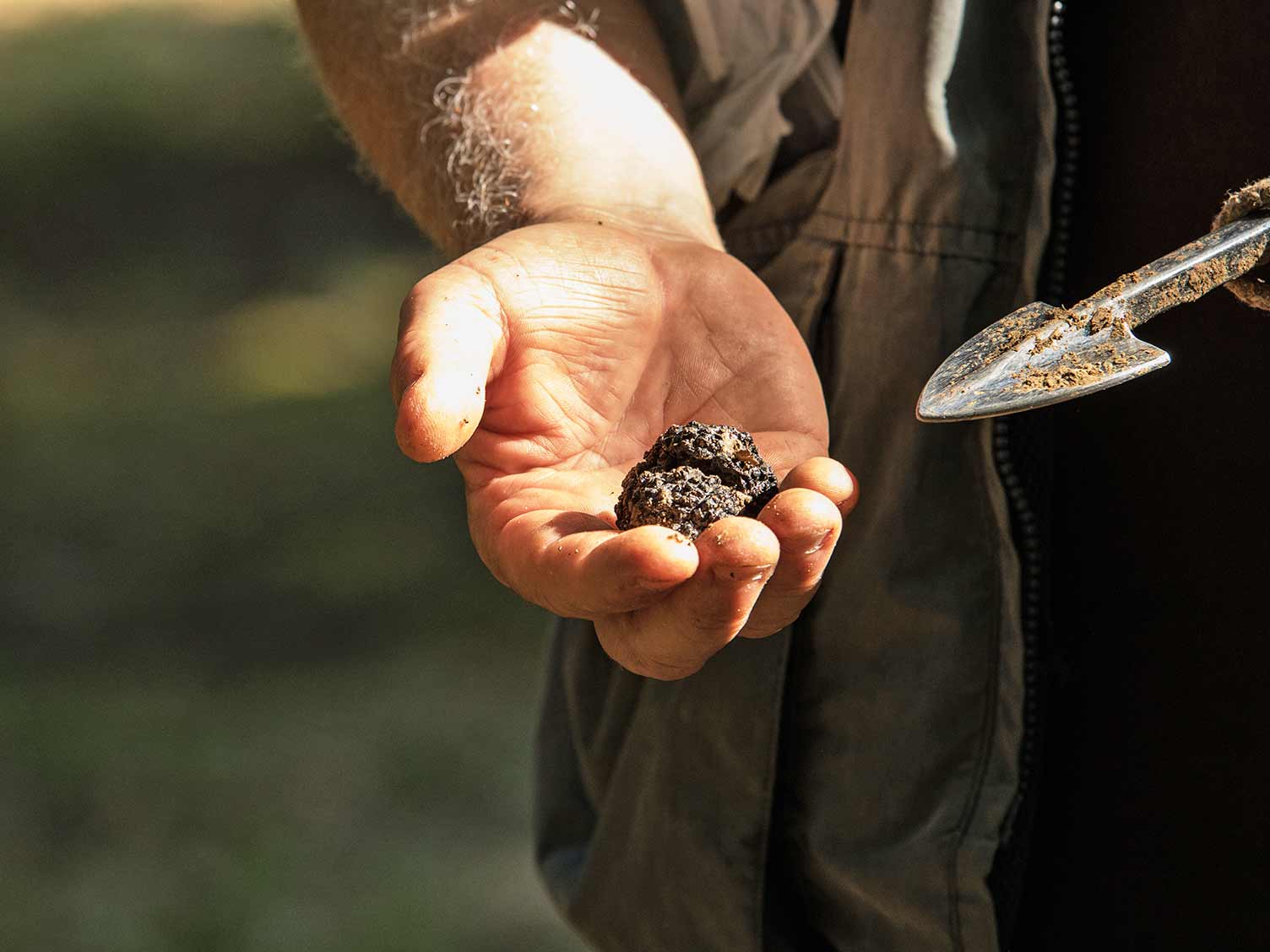 How to grow truffles | lovethegarden