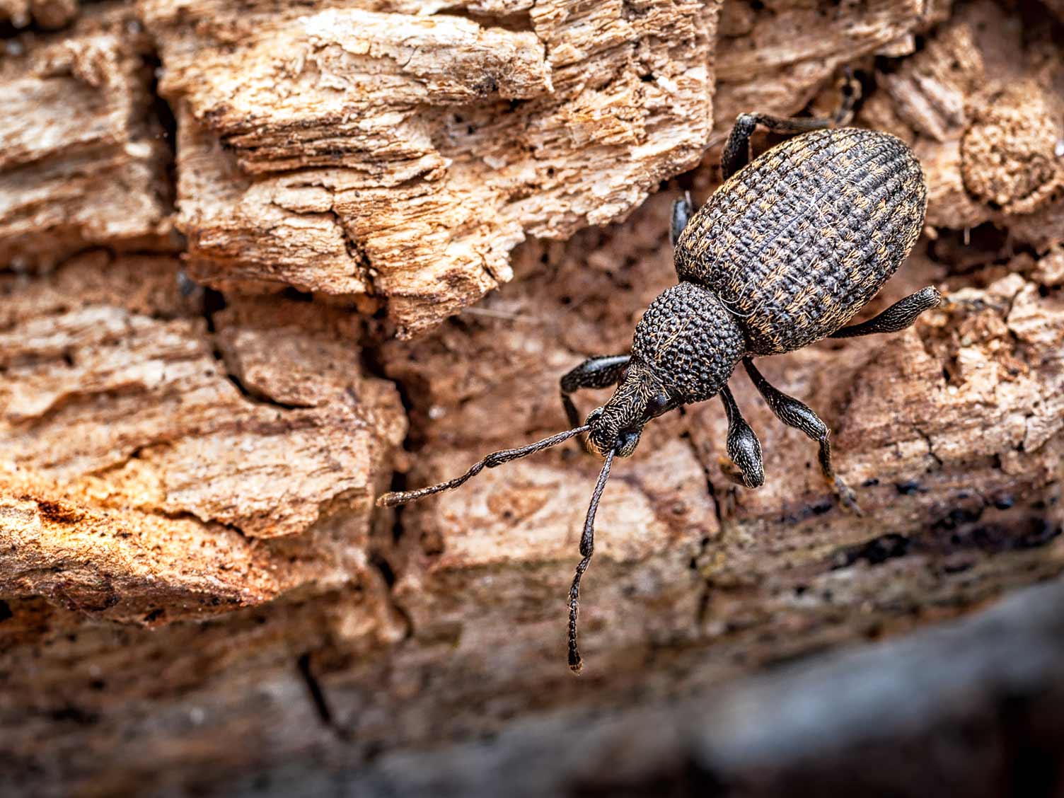 Adult vine weevil beetle
