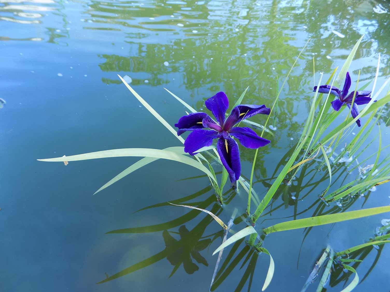 Water (pond) iris