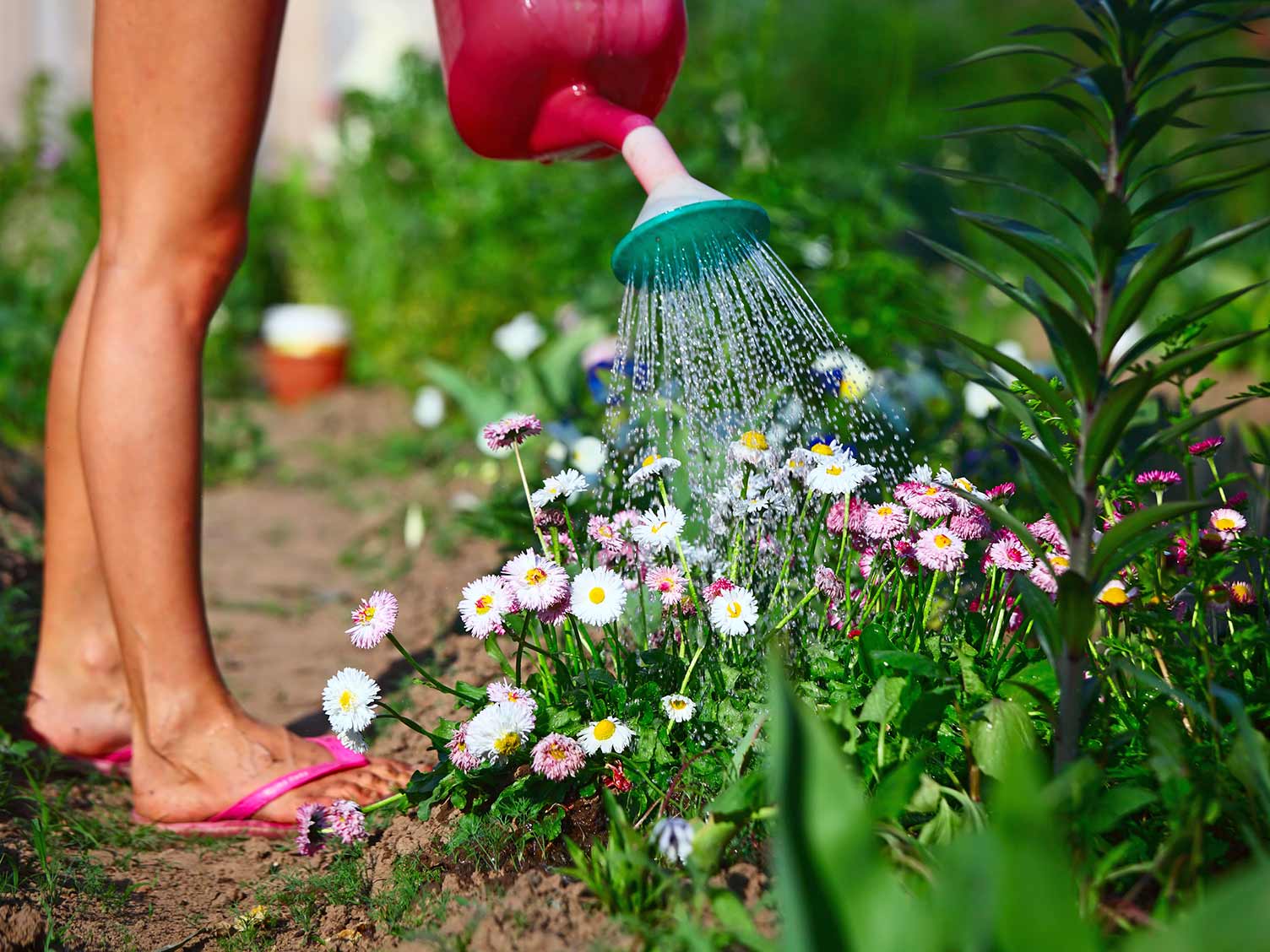 UK_watering-summer-flowers.jpg Water summer flowers regularly to prolong flowering