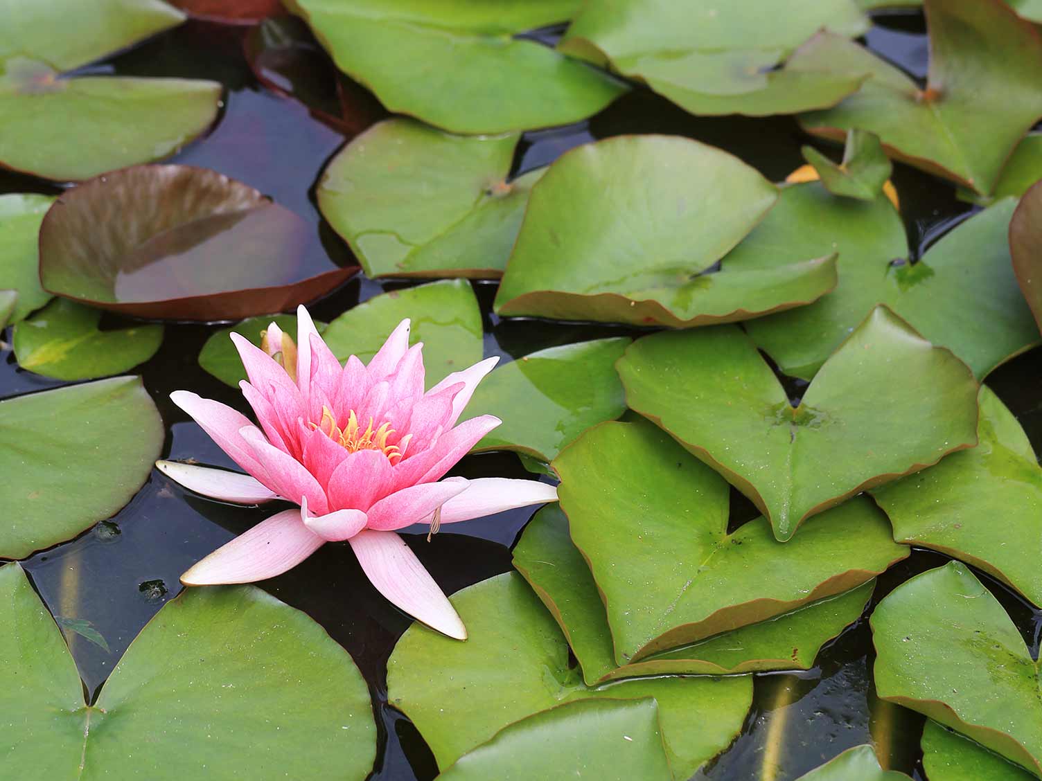 Buy Water Lily (Any Color) - Plant online from Nurserylive at lowest price.