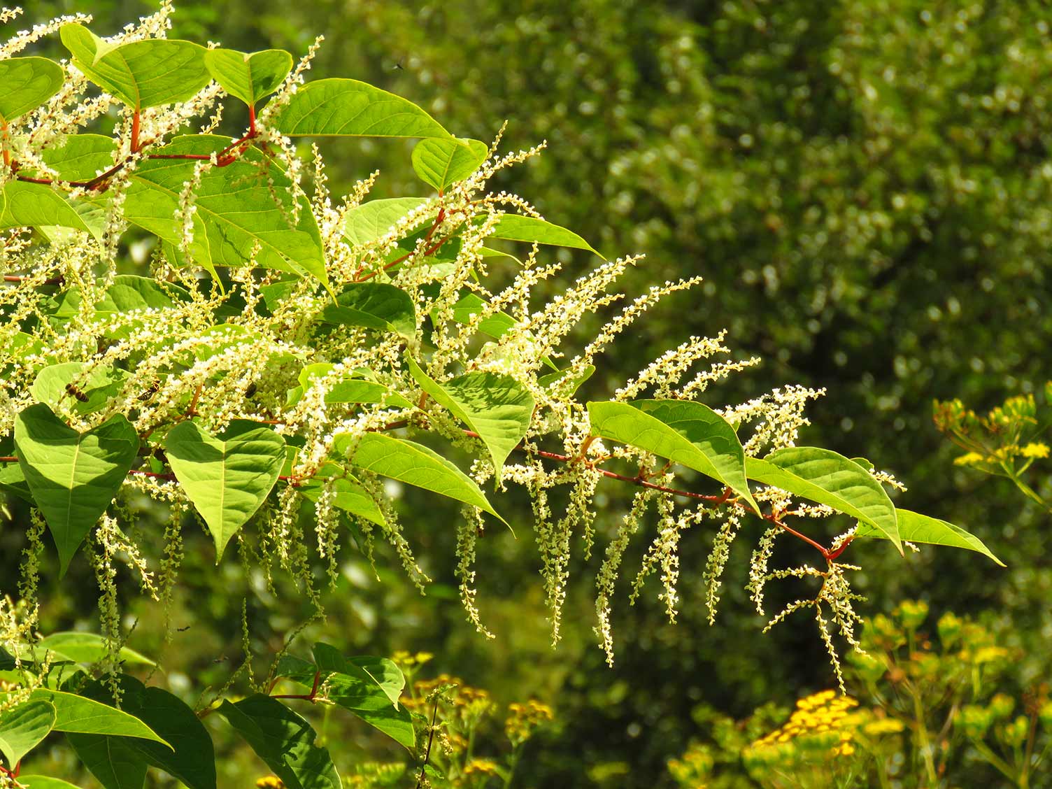 UK_weeds-japanese-knotweed.jpg Japanese knotweed