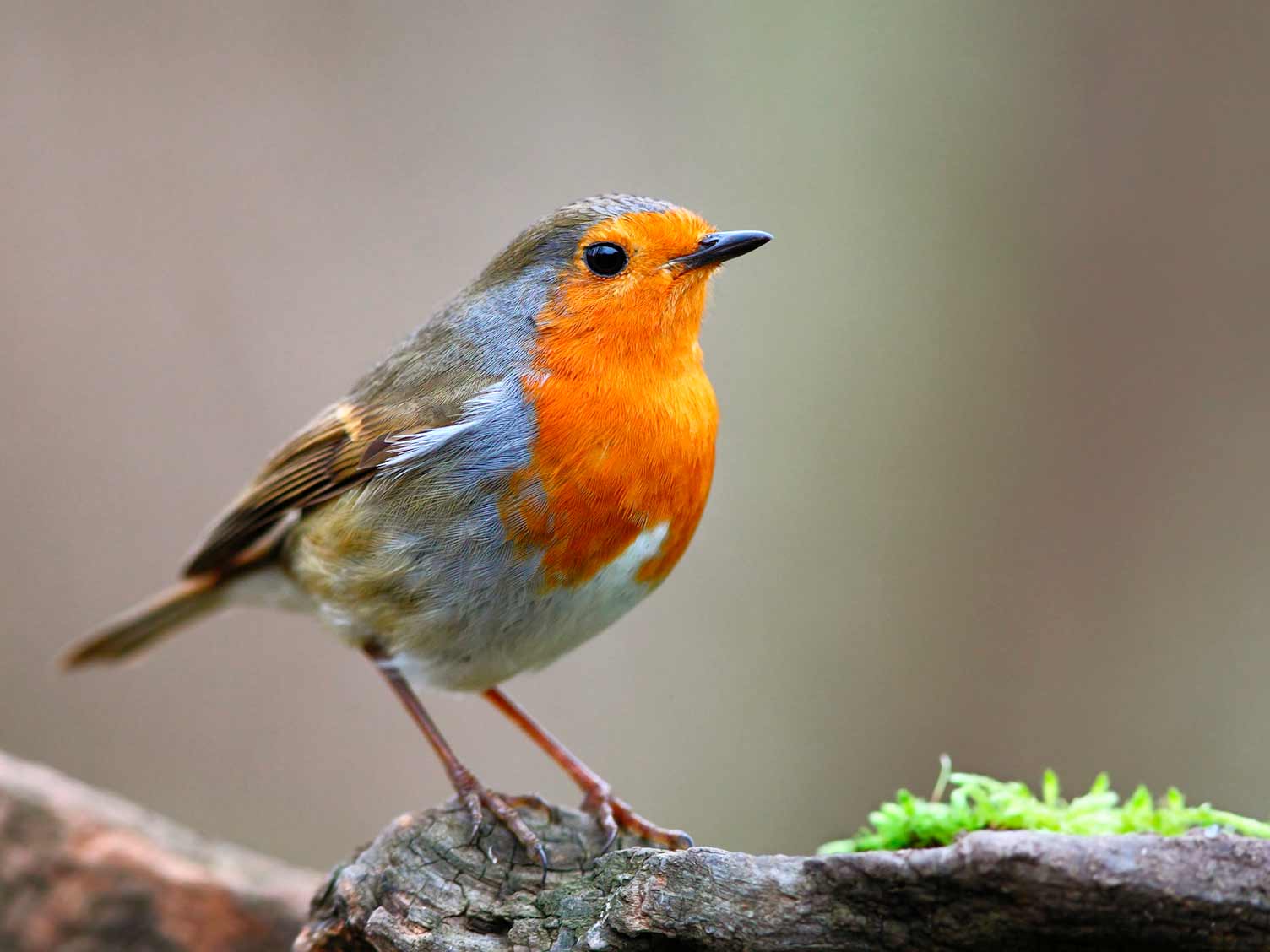 Garden Bird Chart