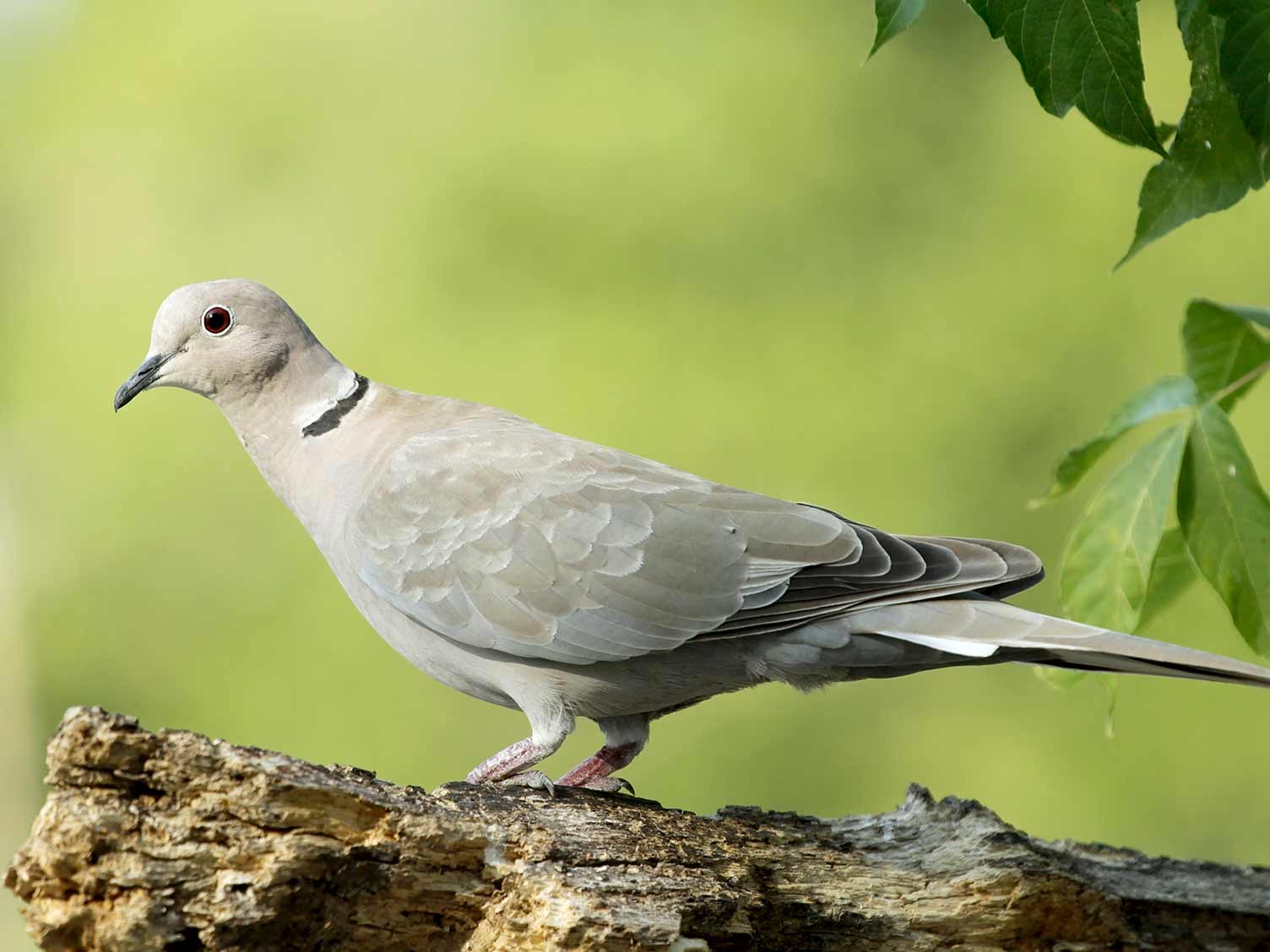 Common UK birds: Collared dove