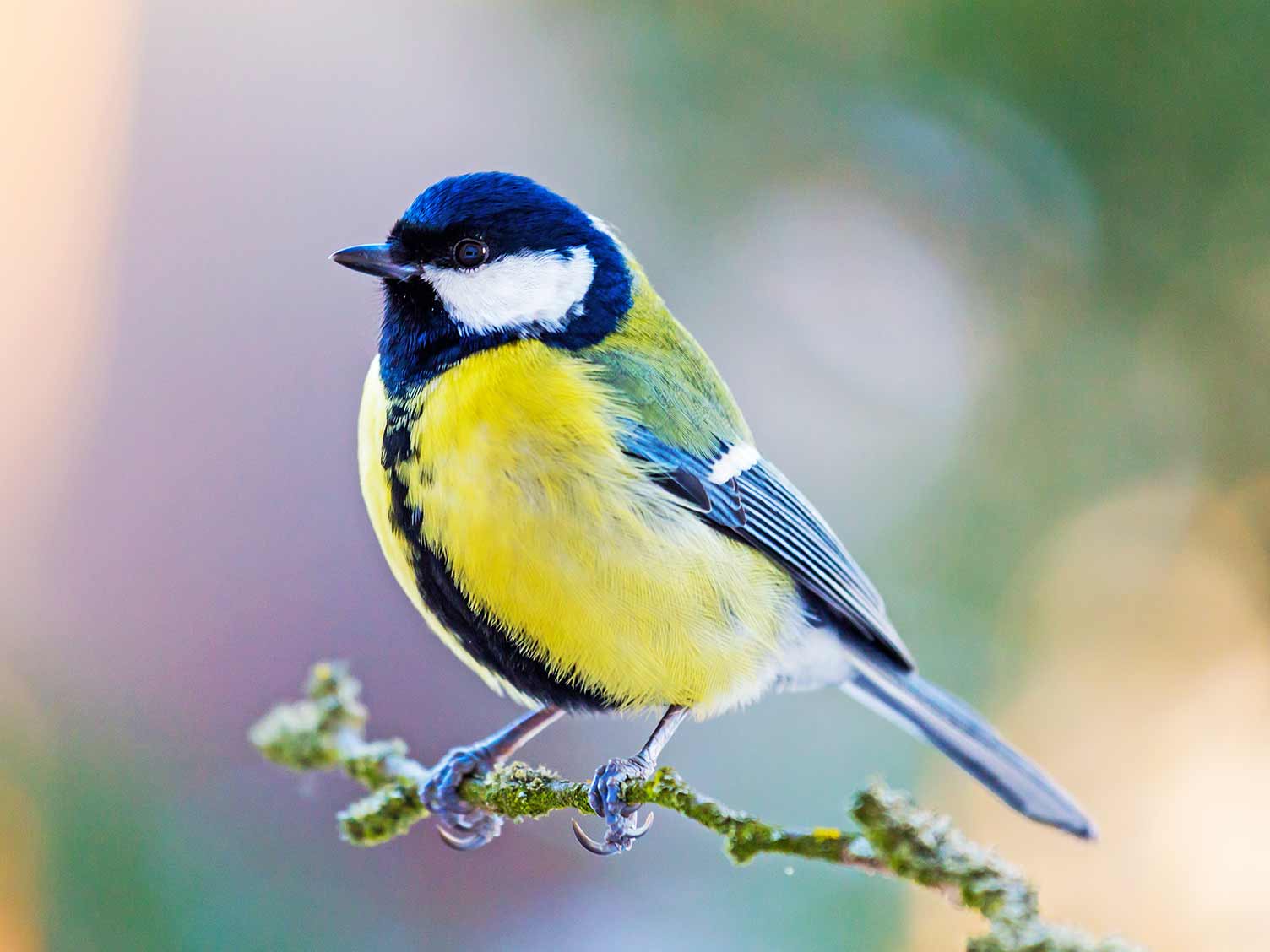 UK_wildbirds-03-great-tit.jpg