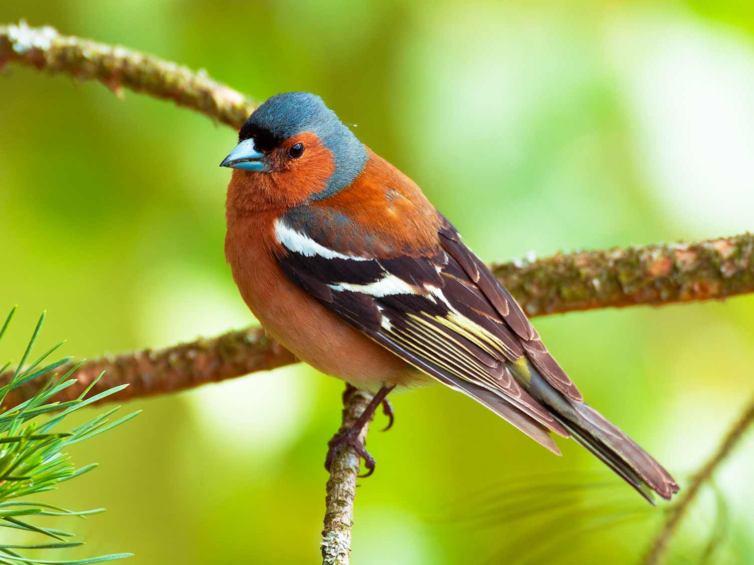 Common UK birds: Chaffinch