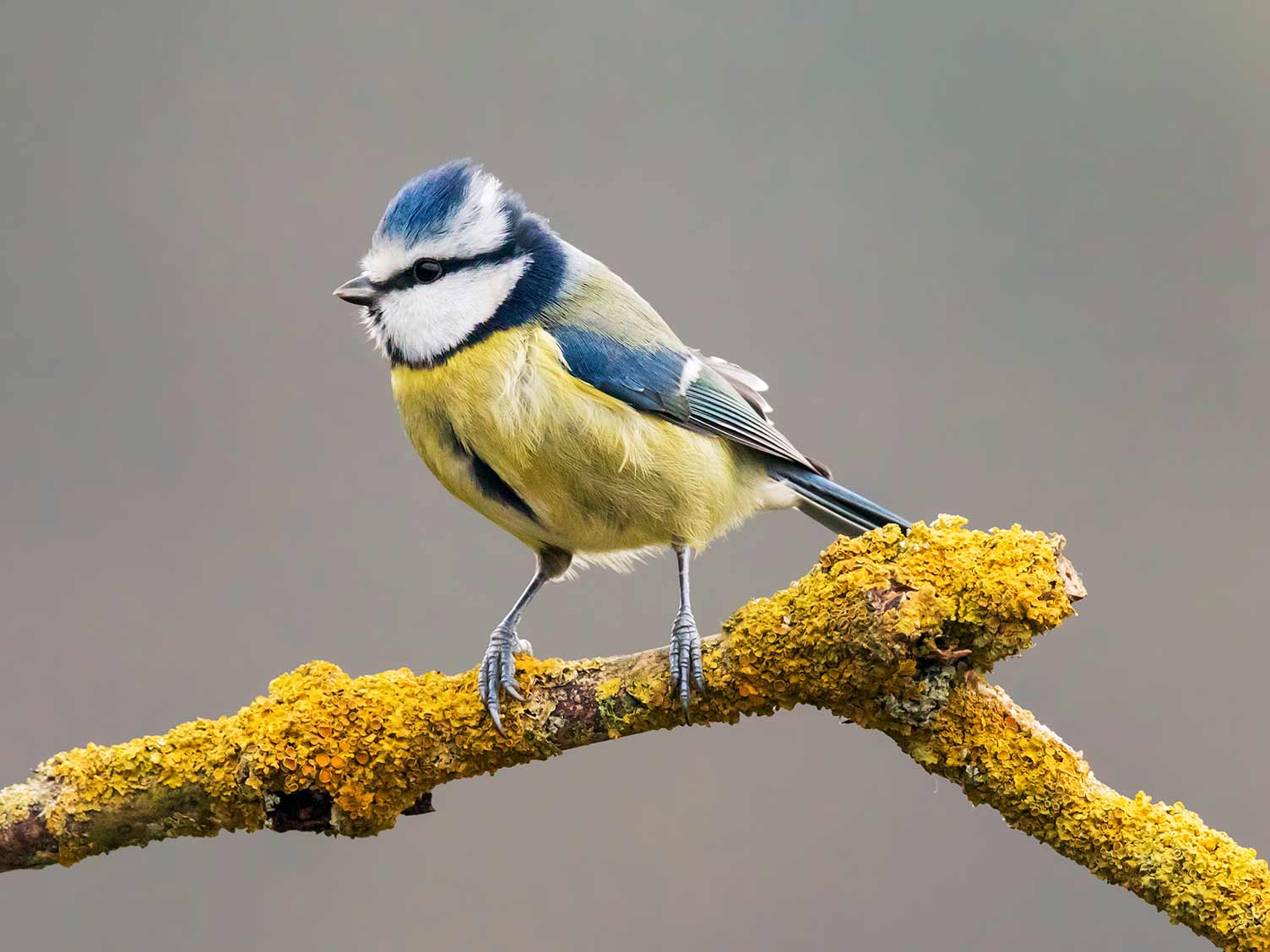 19 Common British Birds In Your Garden Love The Garden