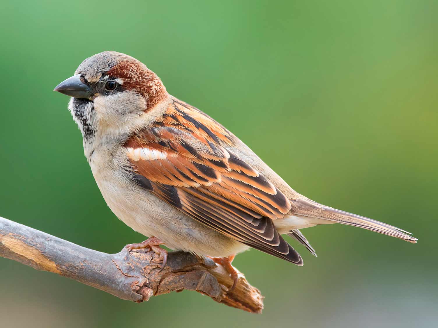 19 common British birds in your garden lovethegarden
