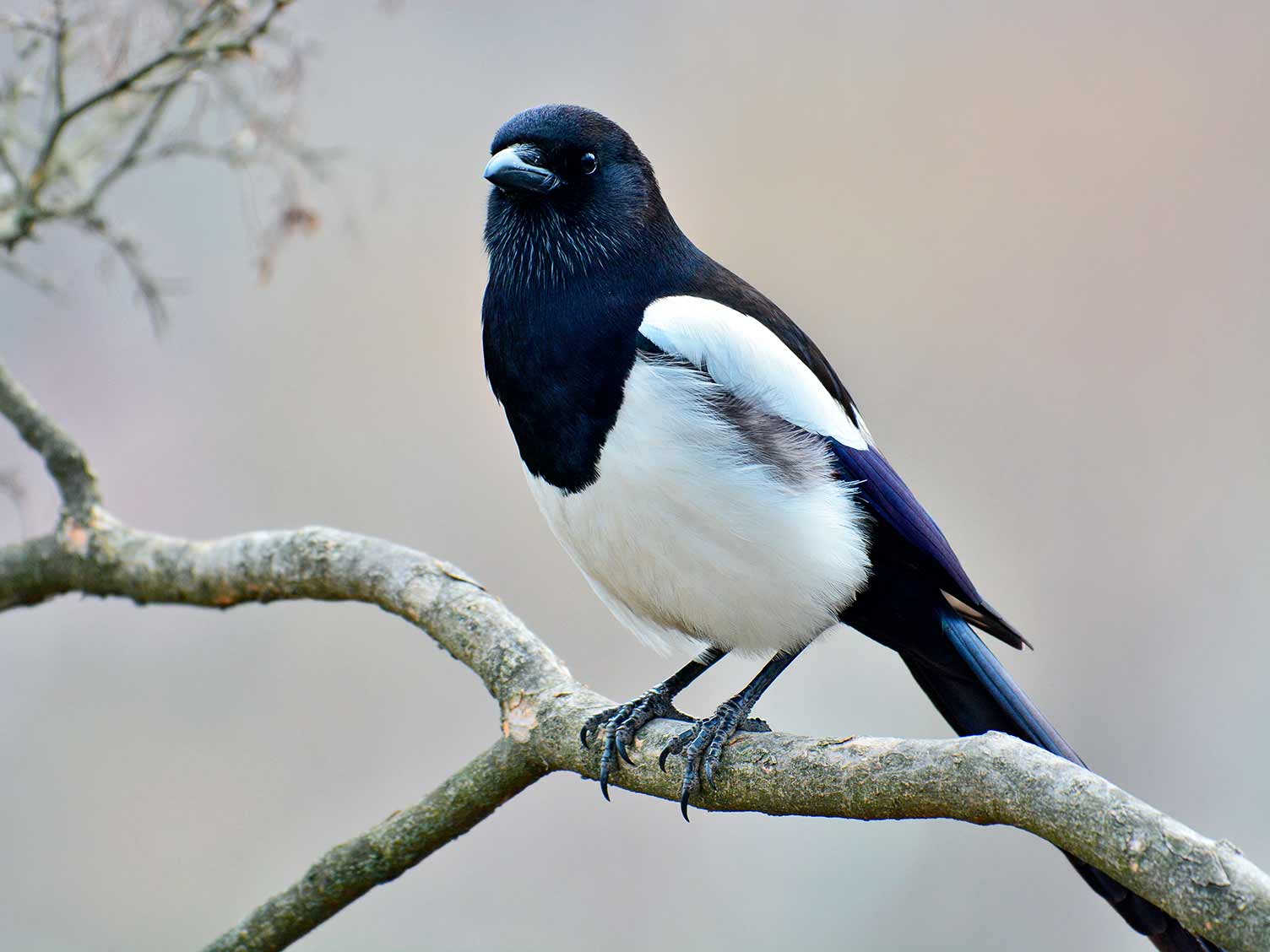 Black And White Bird With Blue Tail Uk - Frikilo Quesea