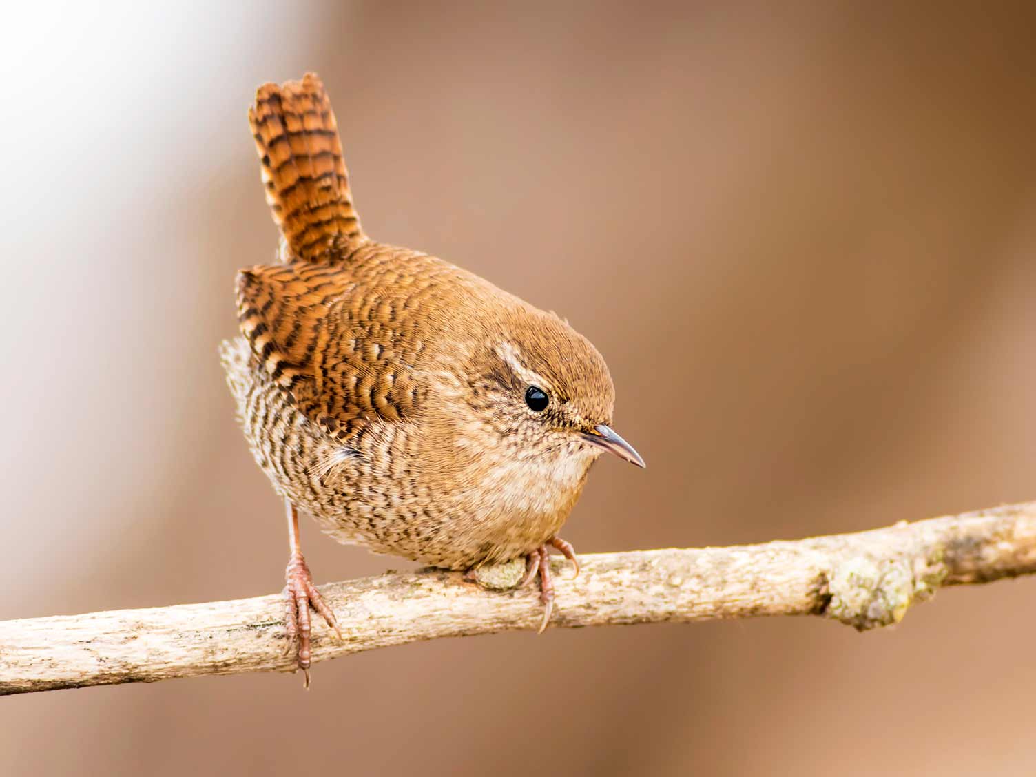 Wren Birds Filmluli