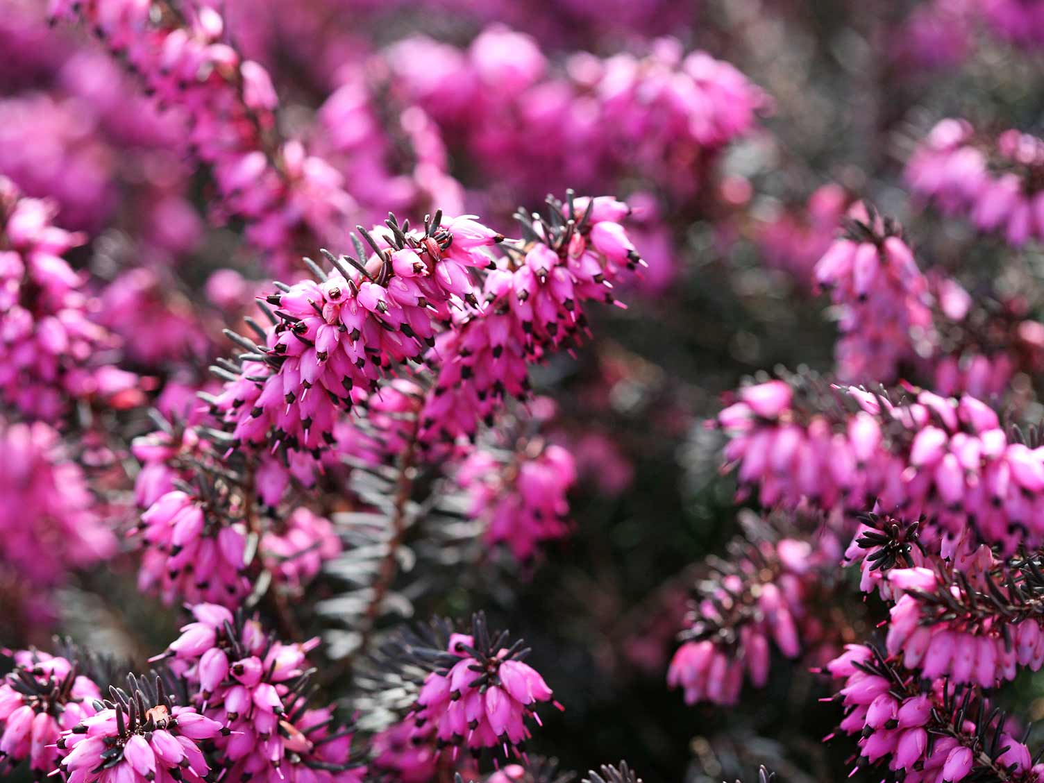 UK_winter-flowering-heather.jpg Winter flowering heather