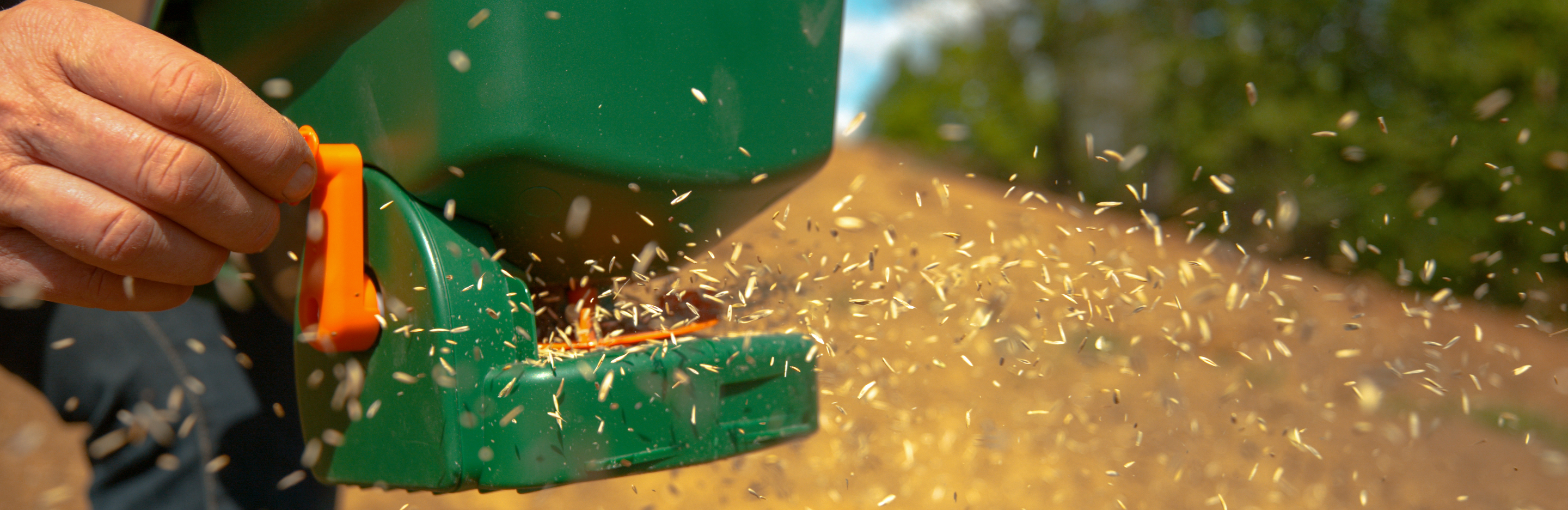 Najczęstsze błędy popełniane przy wysiewaniu trawnika