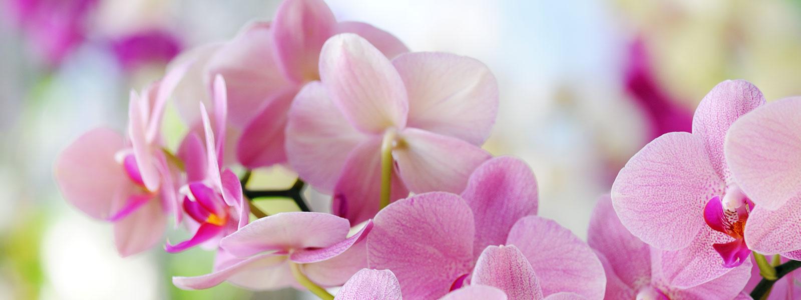 Alle elsker orkidéer