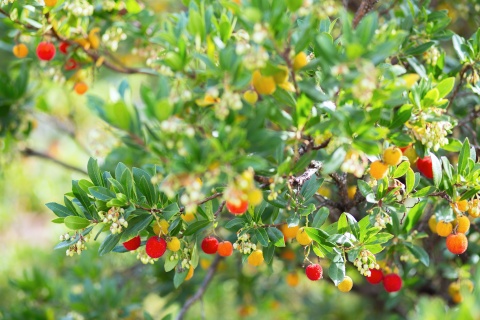 arbre-fruitier-arbousier.jpg null