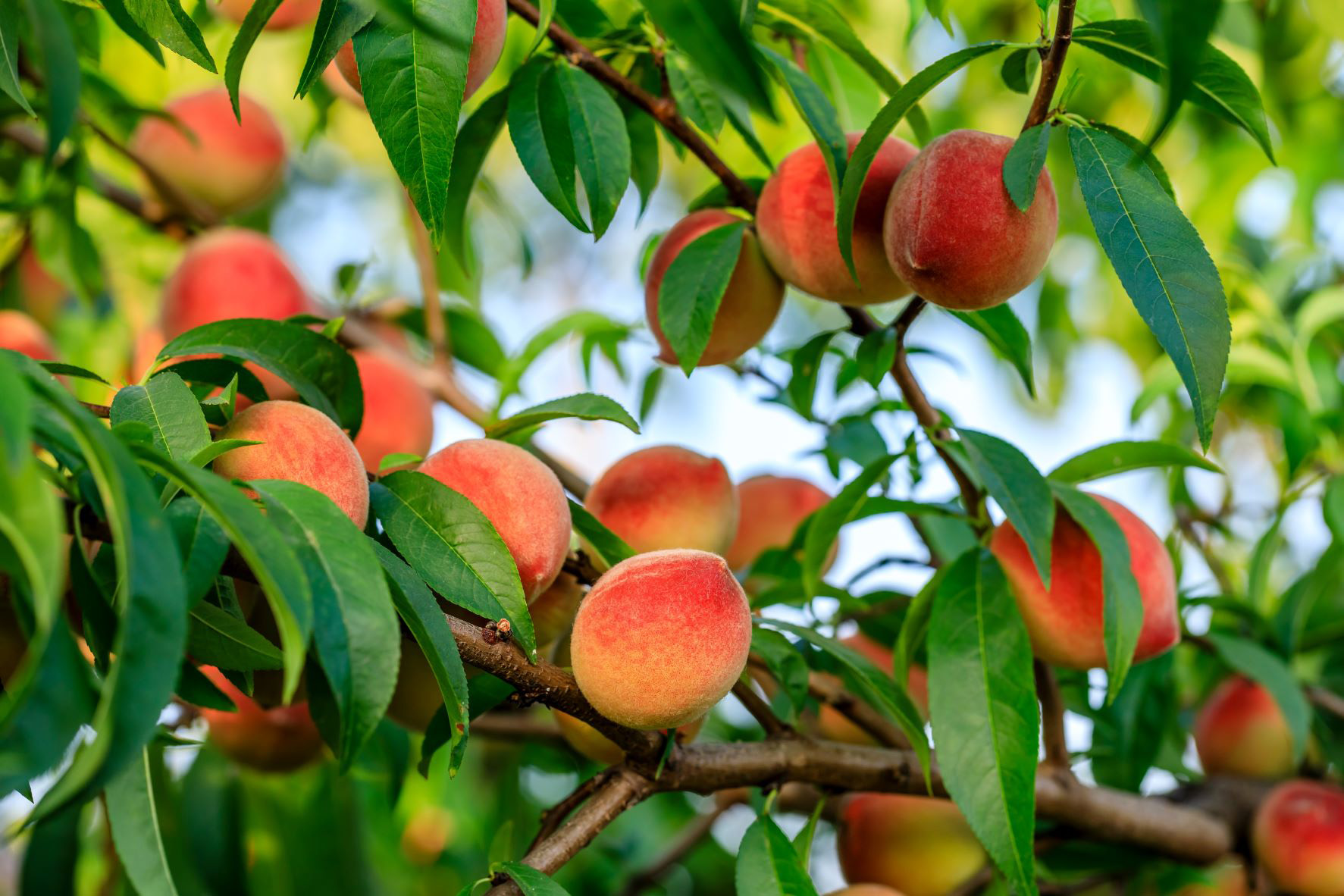 Bien choisir son arbre fruitier
