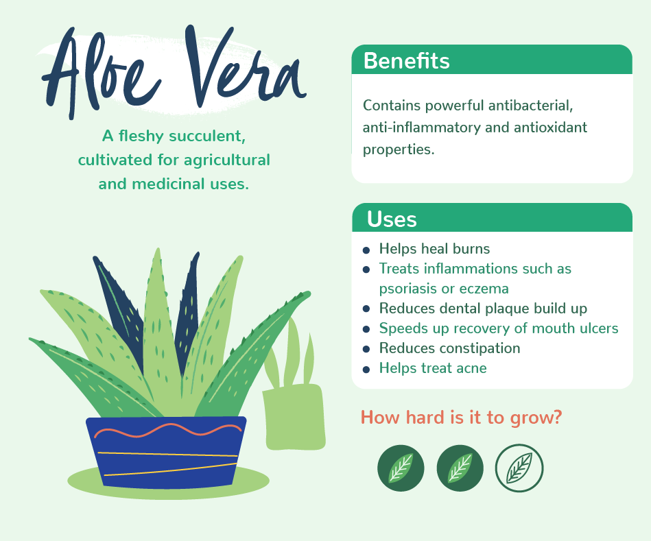 Plants with benefits - Aloe Vera