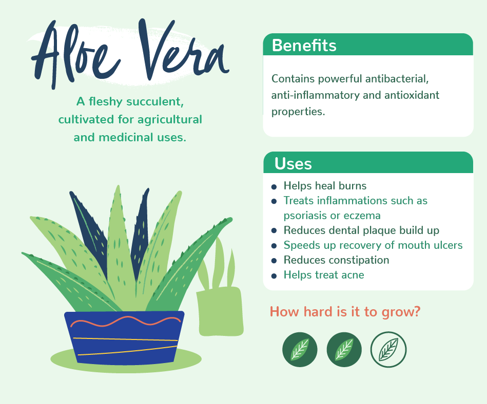 benefits to aloe vera