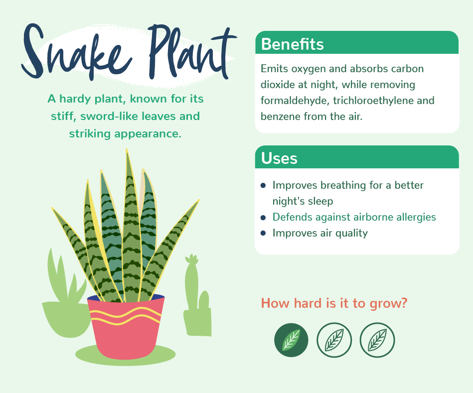 Plants with benefits - Snake Plant