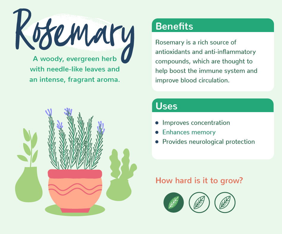 Plants with benefits - Rosemary