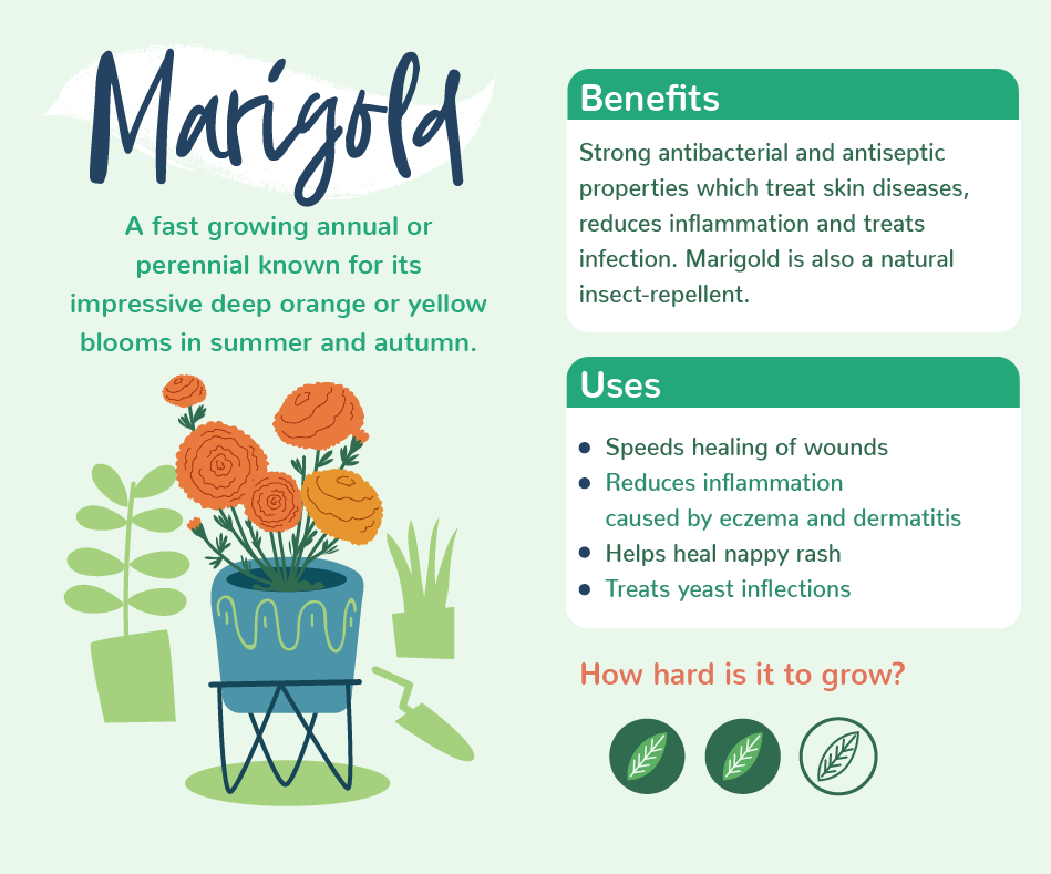 Plants With Benefits - Marigold