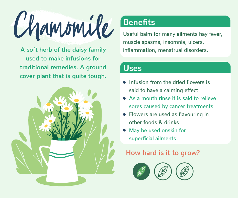 Plants With Benefits - Chamomile