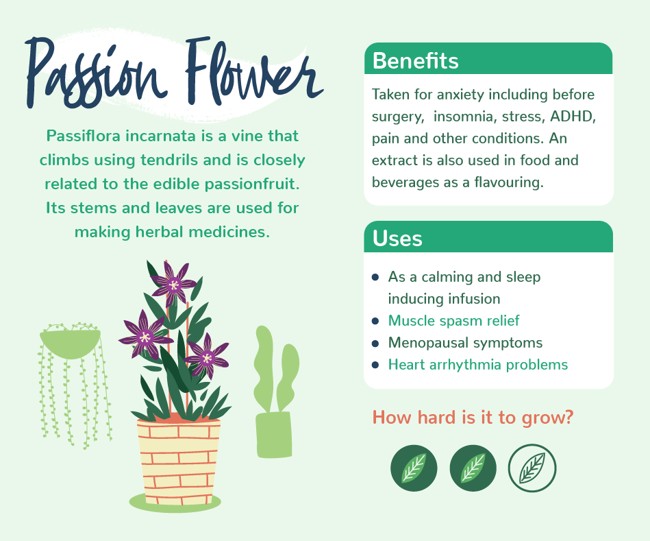 Plants With Benefits - Passion Flower