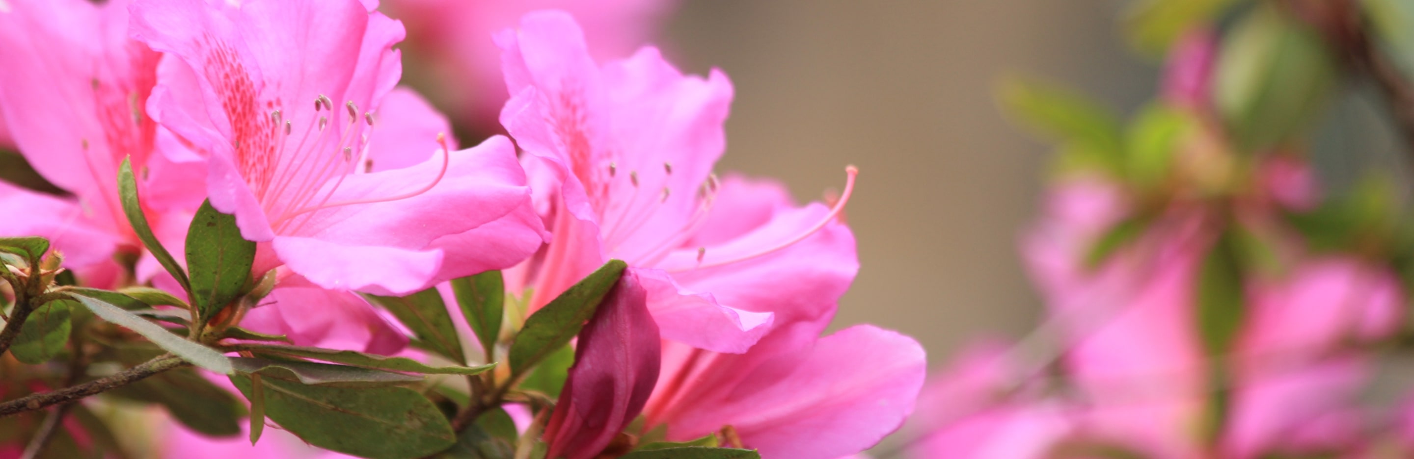  Najpiękniejsze rodzaje i odmiany rododendronów