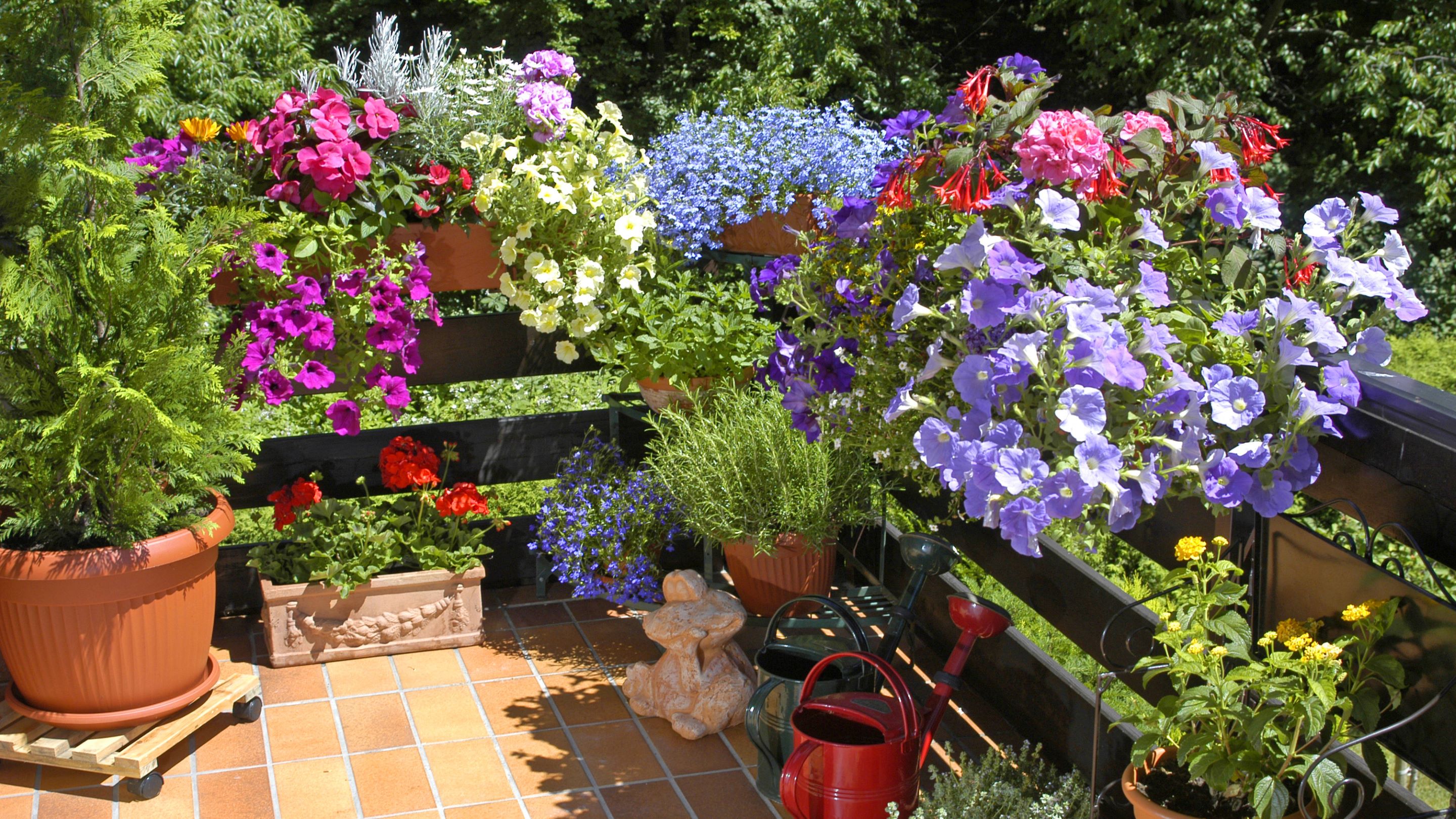 Blühende Balkonblumen