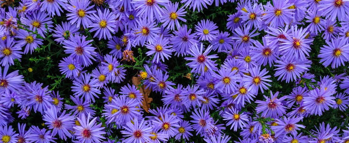 Les meilleures plantes et fleurs vivaces pour le jardin