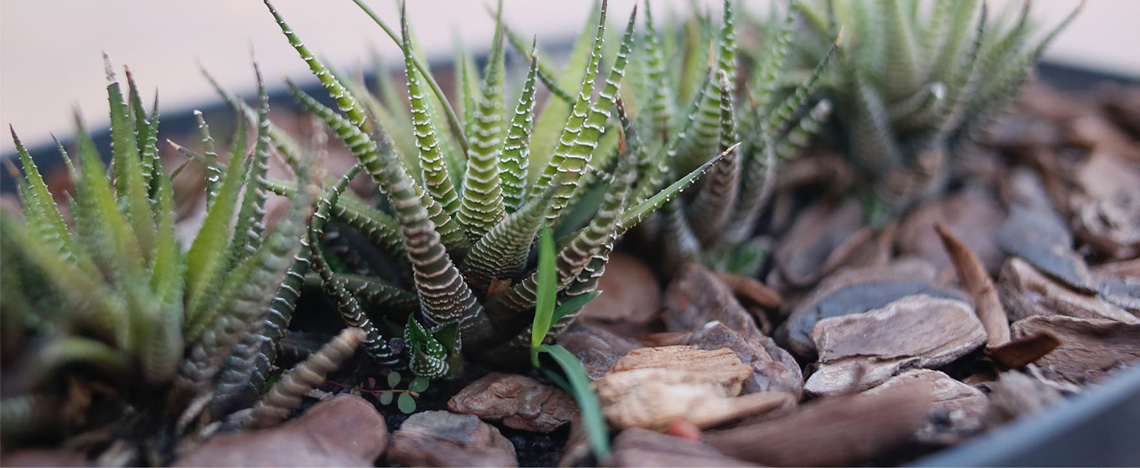 Bodembedekkers - Voor elk wat wils - Love The Garden