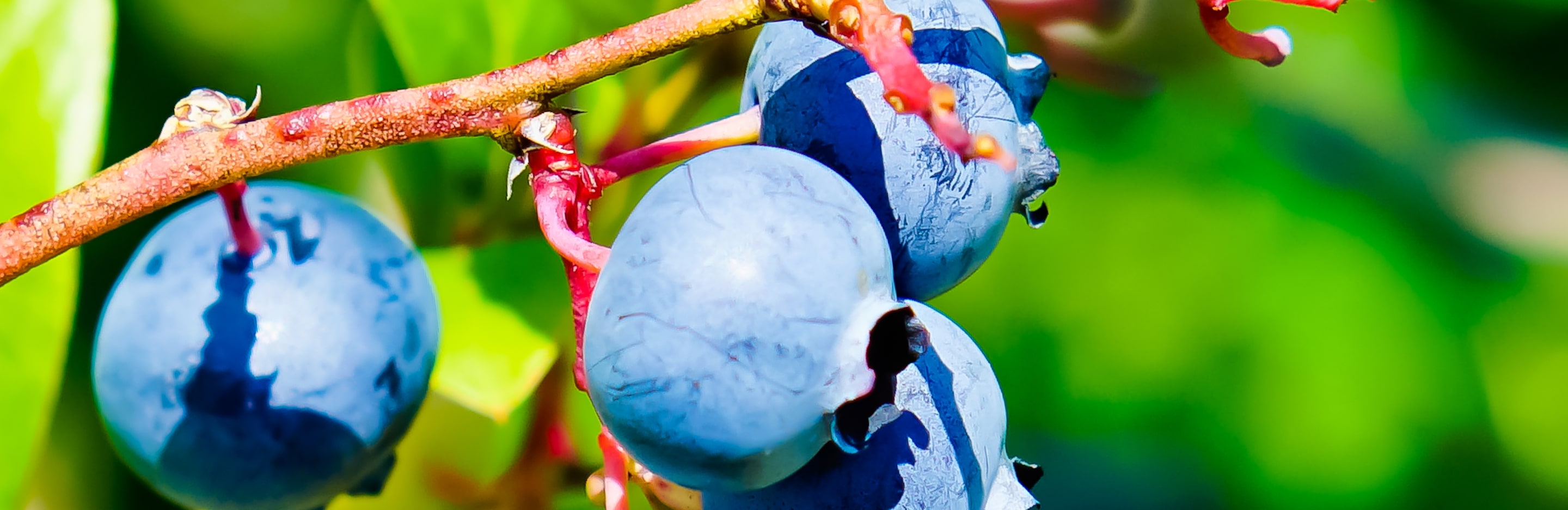  Najlepsze odmiany borówki amerykańskiej 