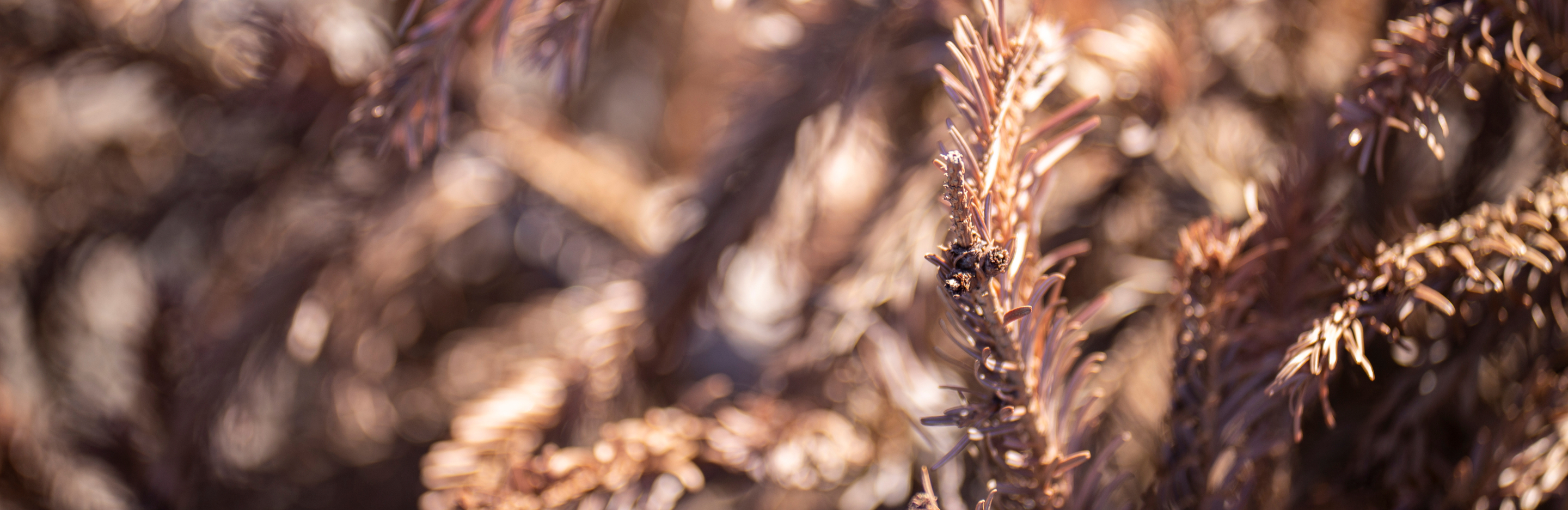  Brązowienie iglaka – podstawowe choroby iglaków