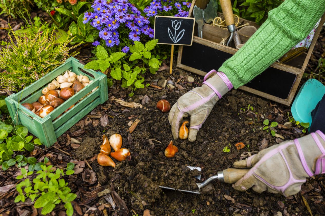 Plantas bolbosas: Plantar, semear
