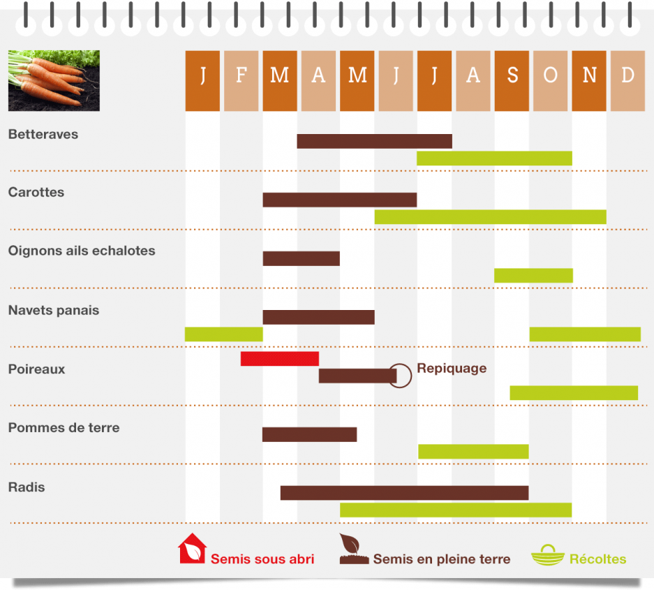 calendrie-les-legumes-racines.png null