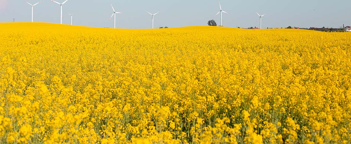 Champ avec colza et moulins a vent en arriere plan
