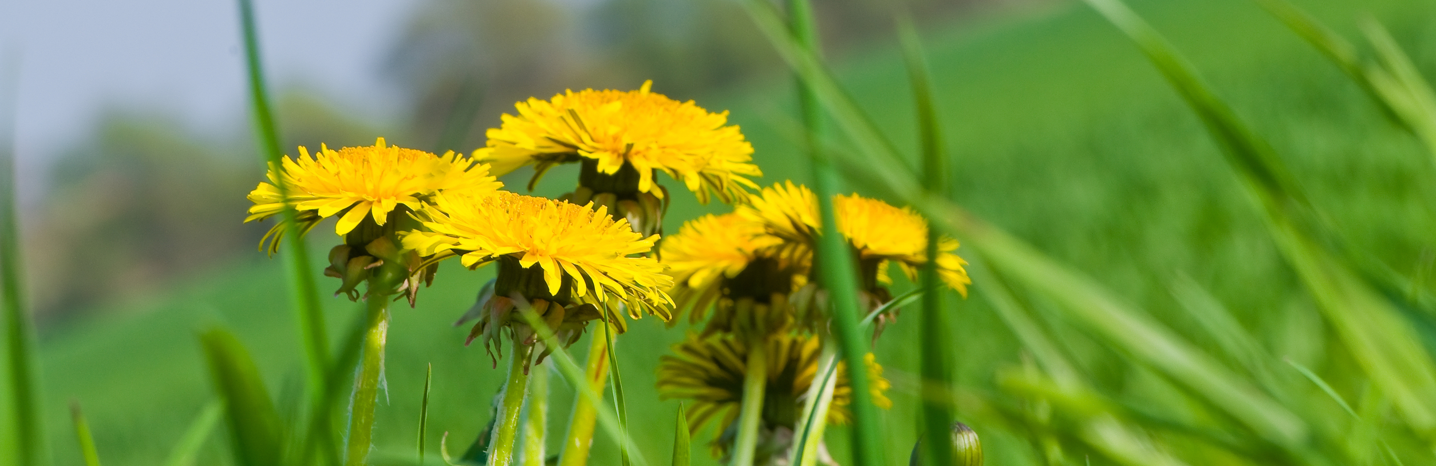  Chwasty na trawniku - odchwaszczanie trawnika