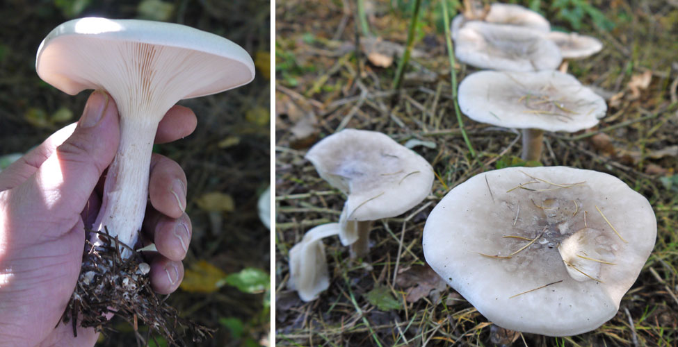 clouded-agaric-mushrooms.jpg null