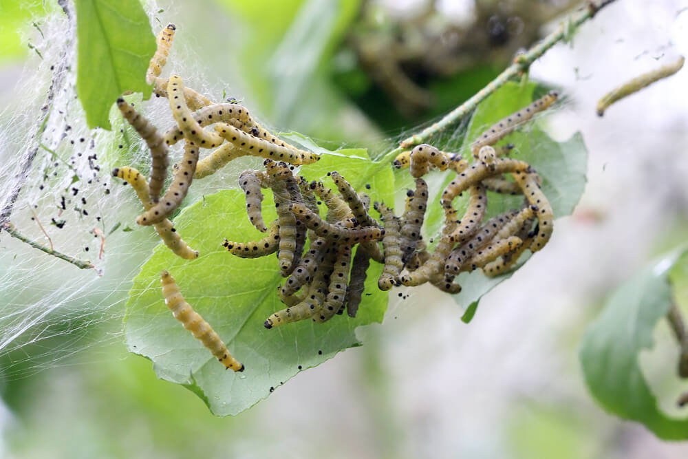 apfelwicker raupen