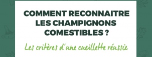 comment-reconnaitre-champignons-comestibles.jpg null