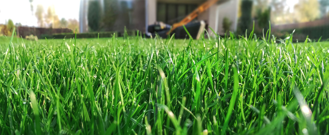 Gazonmeststoffen – Hoe moet ik het gazon voeden - I Love My Garden