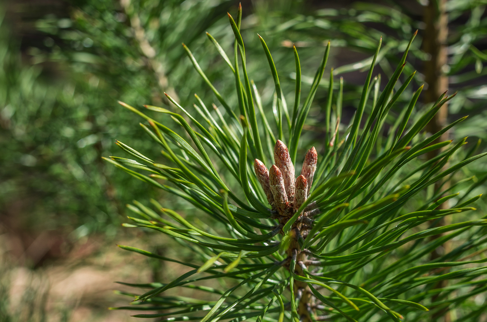 conifère