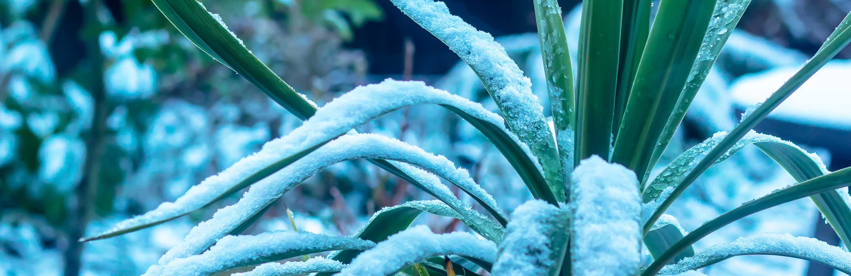 Overwintering tender plants