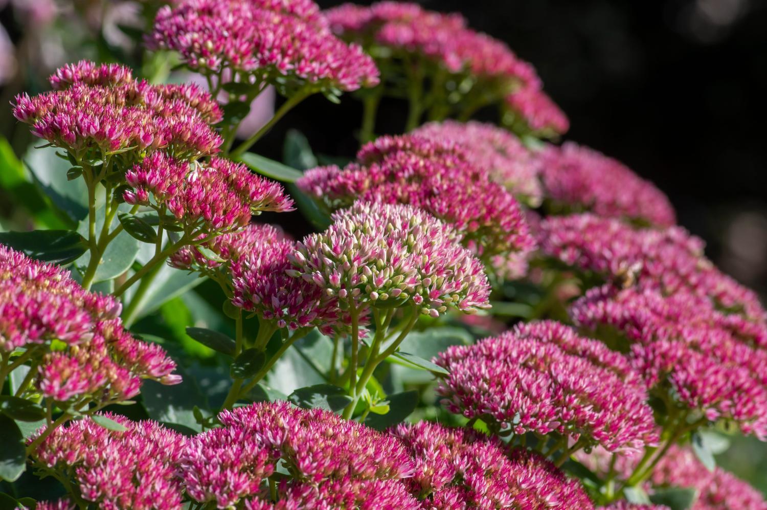 Rosa-weiße Fetthenne blüht mit grünen Blättern