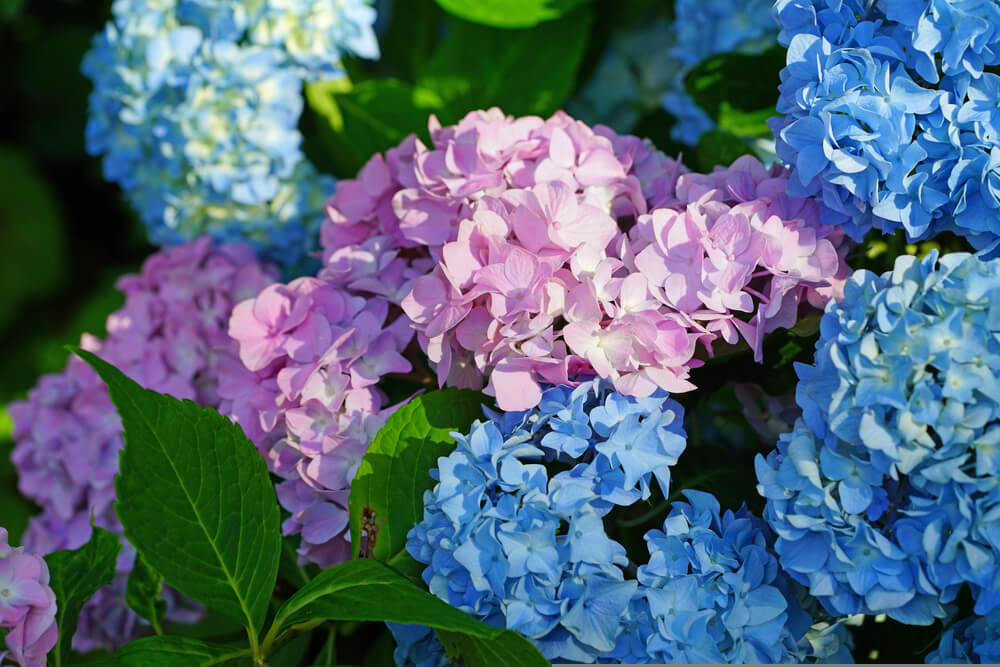 bauernhortensie_0.jpg Bauernhortensie